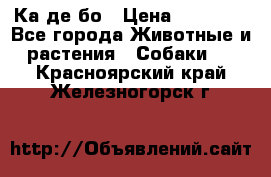 Ка де бо › Цена ­ 25 000 - Все города Животные и растения » Собаки   . Красноярский край,Железногорск г.